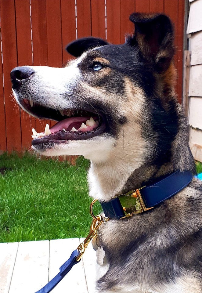 Royal Blue collar
