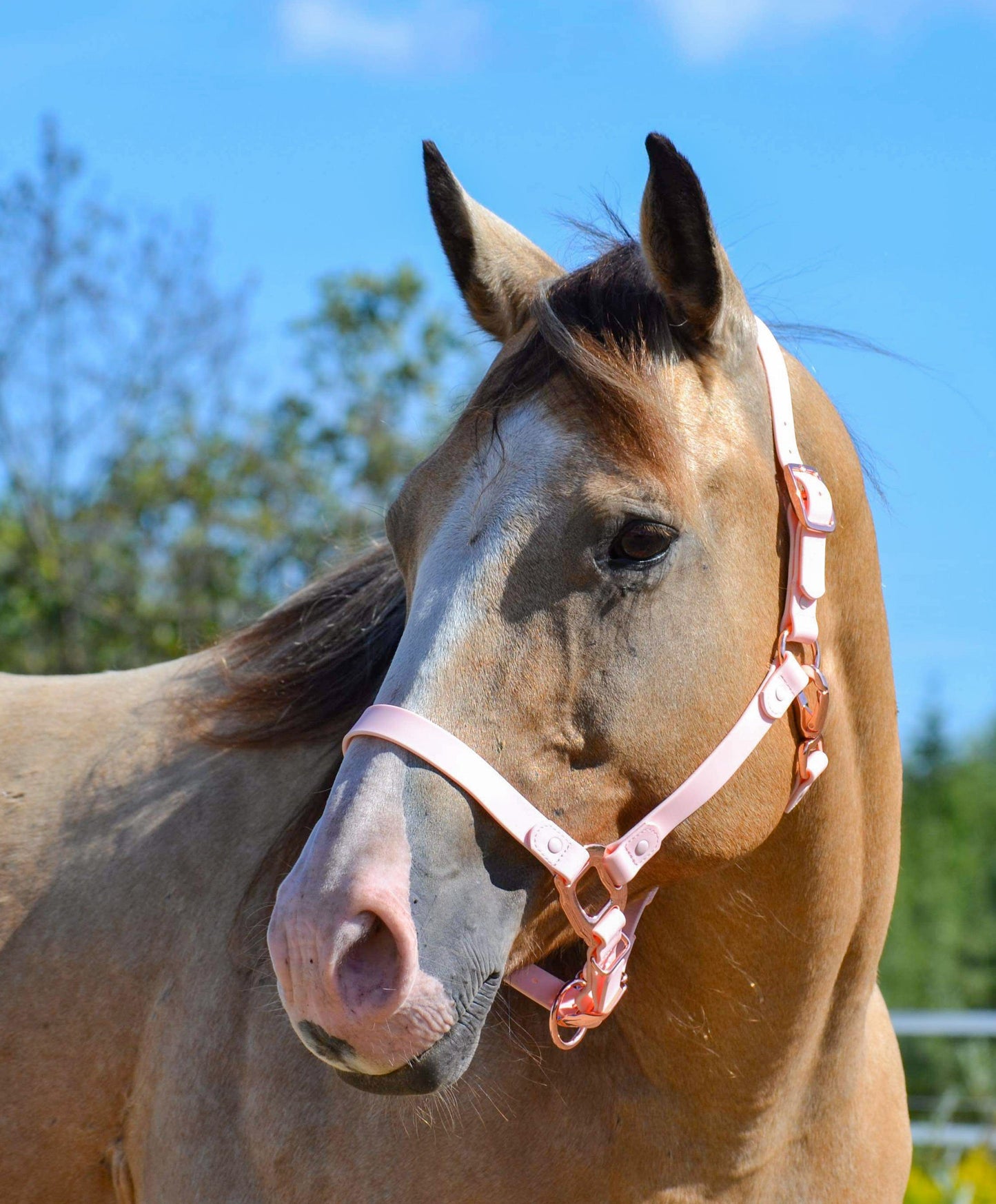 Candy Pink Horse Halter - iCavalos