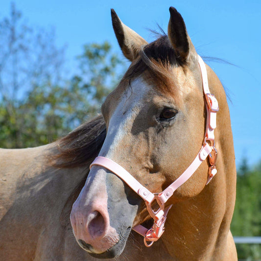 Licol pour chevaux (Toute grandeurs)- Précommande