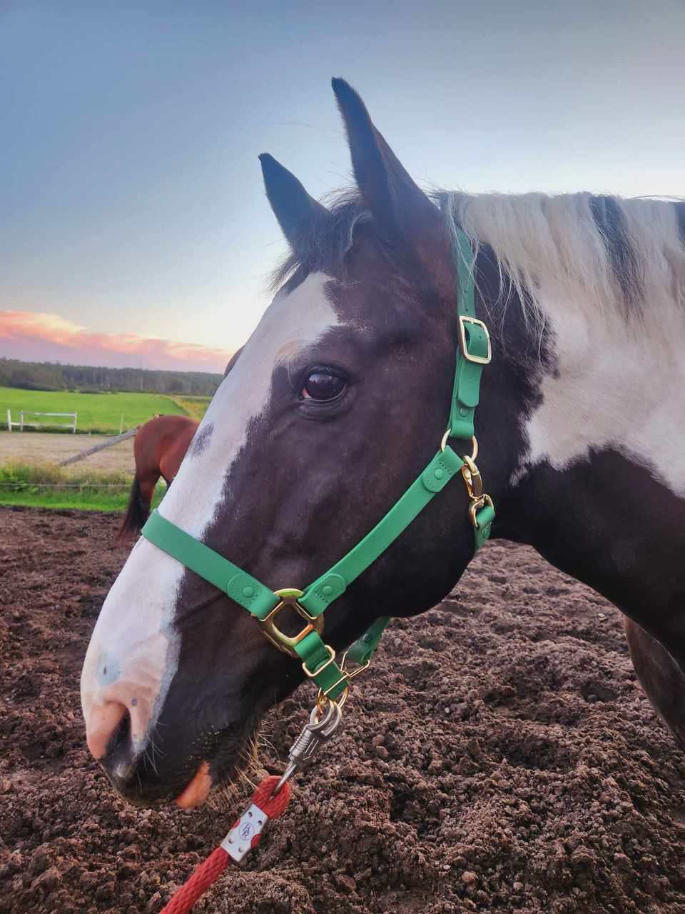 Green Horse Halter - iCavalos