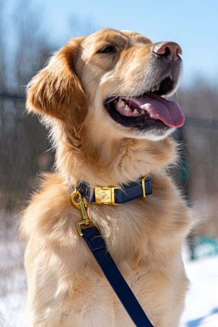 Royal Blue collar