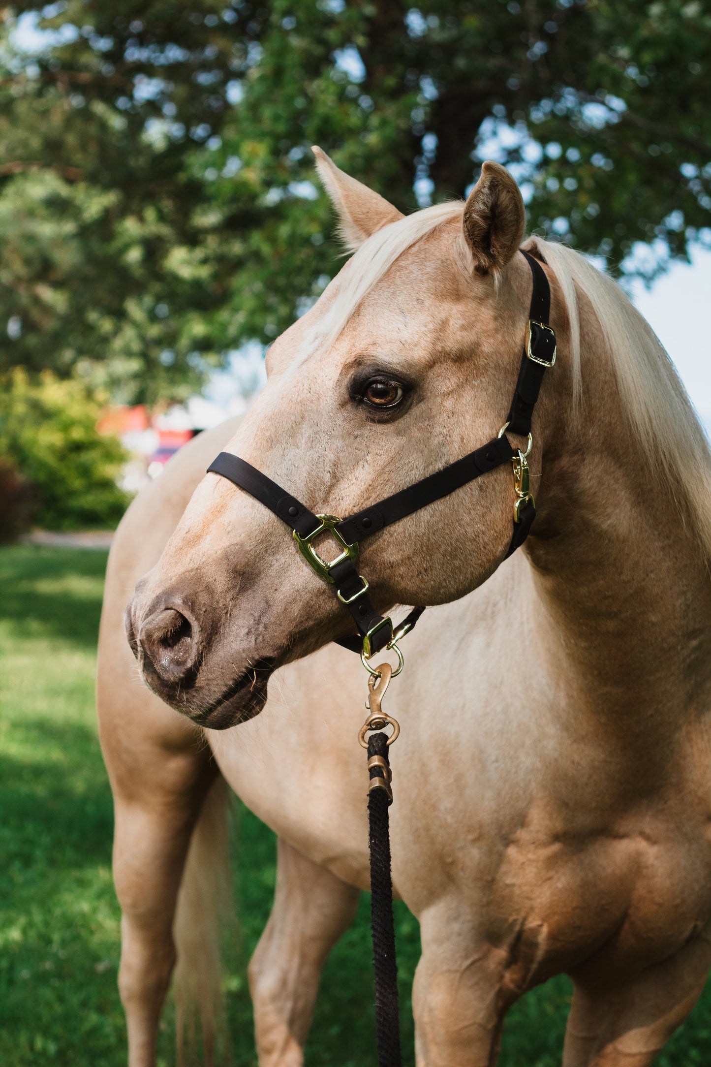 Black and Gold Horse Halter - iCavalos