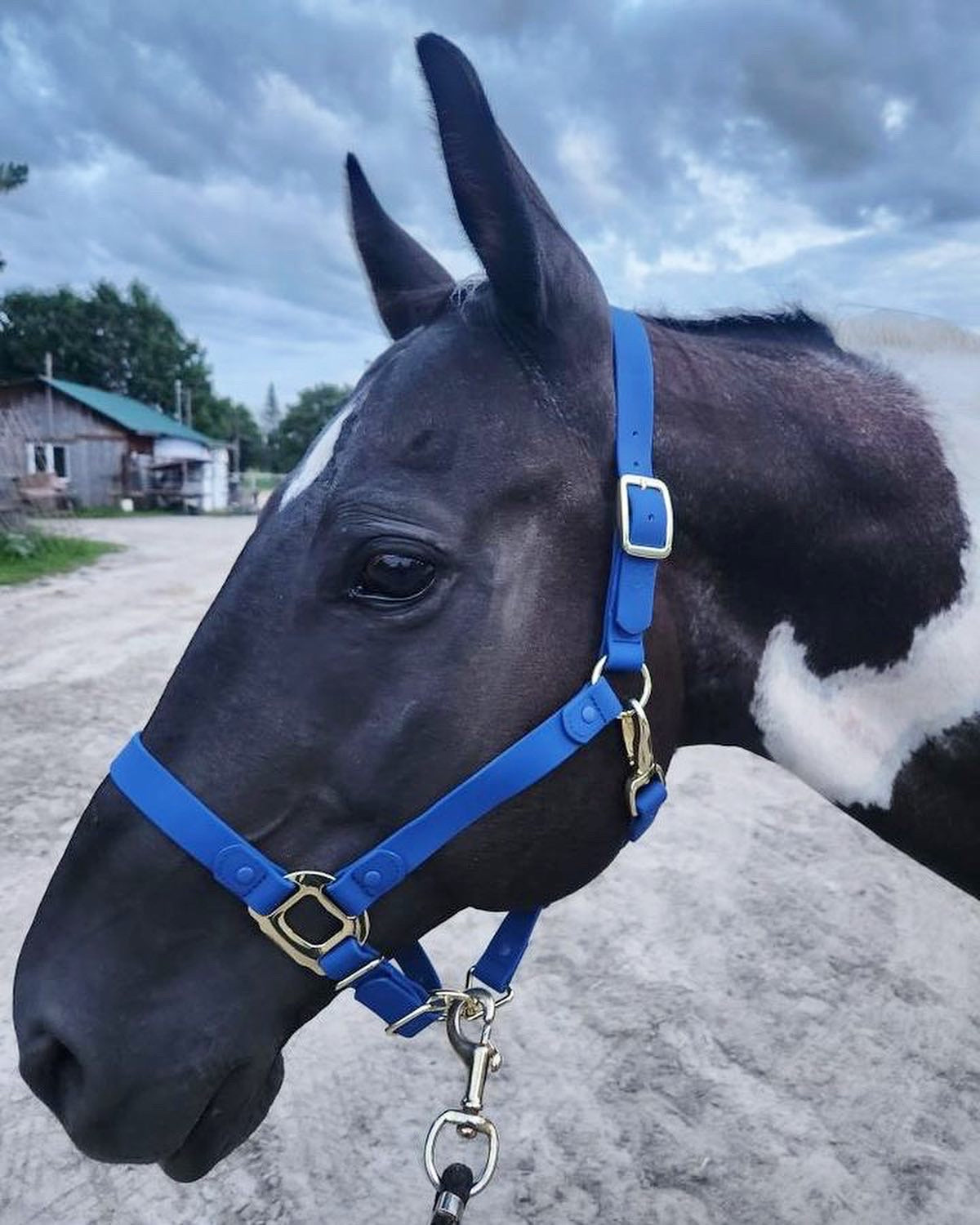 Royal Blue Horse Halter - iCavalos