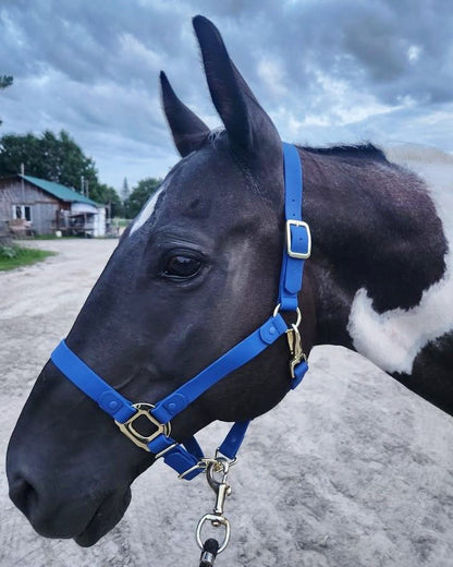Royal Blue Horse Halter - iCavalos