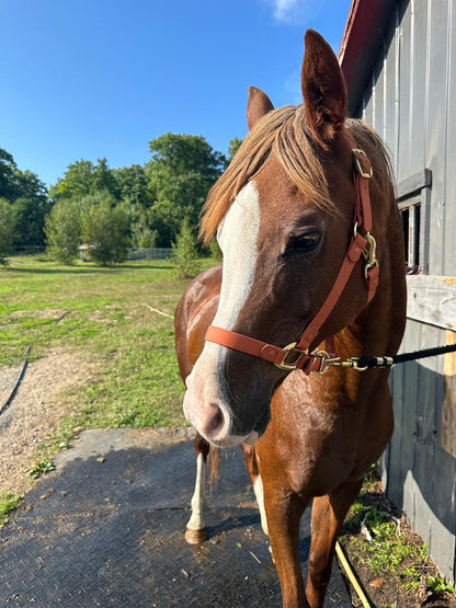 Brown Horse Halter - iCavalos
